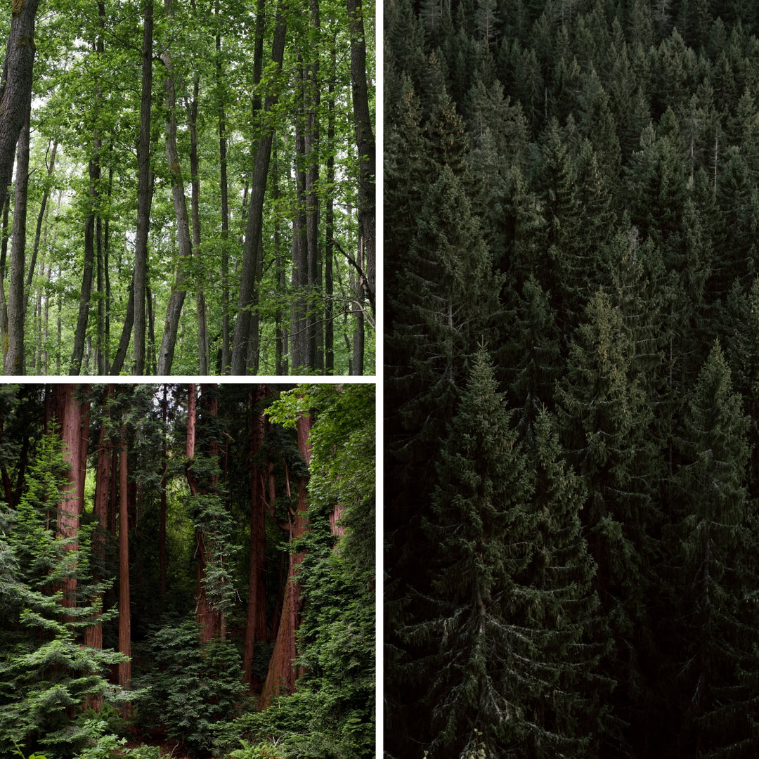 Sustainably-Grown West Coast Softwoods for Wine Racks